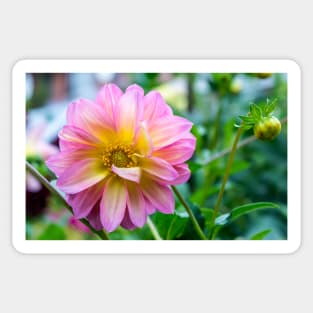 Pink Dahlia flower Sticker